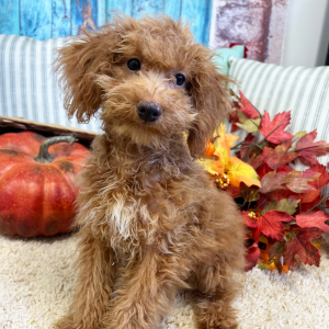 Poodle Puppy Weston