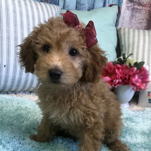 Poodle Puppy Bailey