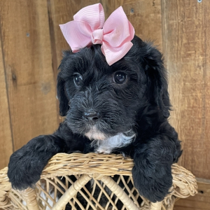 Cavapoo Puppy Kanya