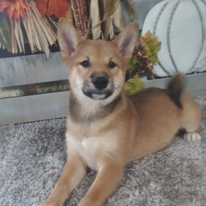 Shiba Inu Puppy Denver