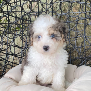 Sheepadoodle Puppy Leo