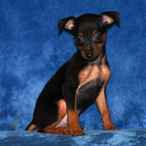 Miniature Pinscher Puppy Bella