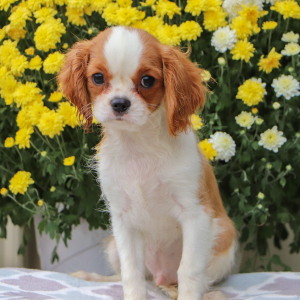 Cavalier King Charles Spaniel Puppy Hudson