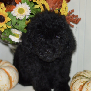 Poodle Puppy Ashely