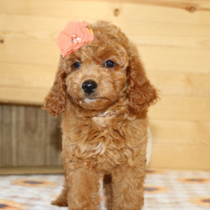 Goldendoodle Puppy Lottie