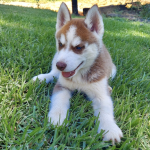 Siberian Husky Puppy Scion