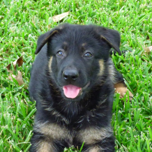 German Shepherd Dog Puppy Ruger