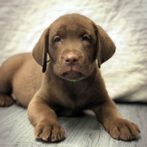 Labrador Retriever Puppy Dwight