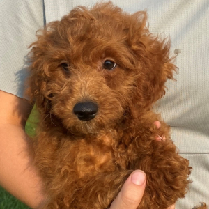 Cavapoo Puppy Elsa