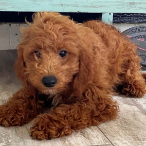 Cavapoo Puppy Elsa
