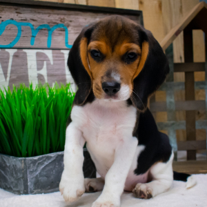 Beagle Puppy Emmy