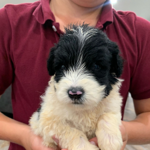 Newfypoo Puppy Jake