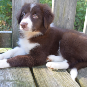 Border Collie Puppy Cody