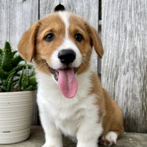 Pembroke Welsh Corgi Puppy Allen