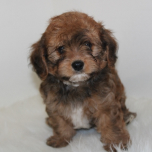 Cavapoo Puppy Peter