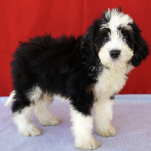 Bernedoodle Puppy Virginia