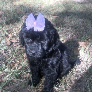 Labradoodle Puppy Happy