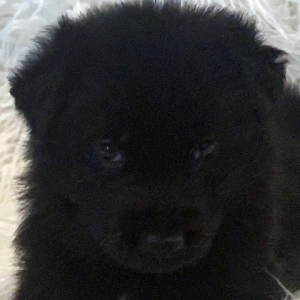 German Shepherd Dog Puppy Freya