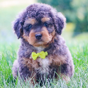 Bernedoodle Puppy Cedric