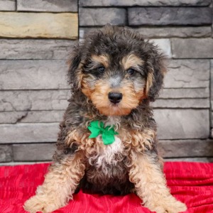 Bernedoodle Puppy Cedric