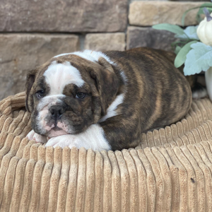 Bulldog Puppy Moose