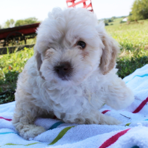 Poodle Puppy Almond