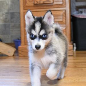 Pomsky Puppy Chief