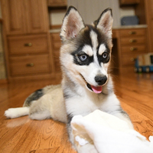 Pomsky Puppy Chief