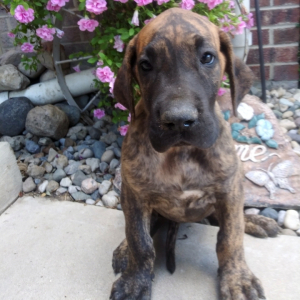 Great Dane Puppy Bella