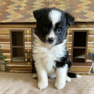 Australian Shepherd Puppy Shelomi