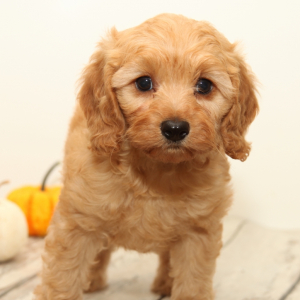 Cavapoo Puppy Ty