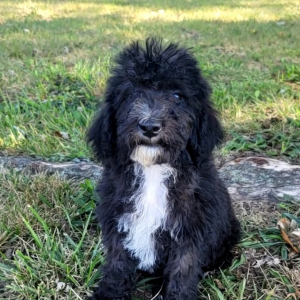 Bedoodle Puppy Paleo