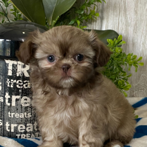 Shih Tzu Puppy Flicka