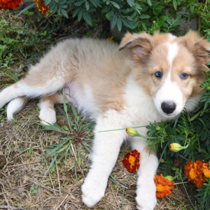 Shetland Sheepdog Puppy Pebbles