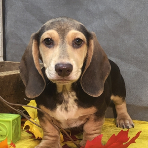 Dachshund Puppy Biscuit