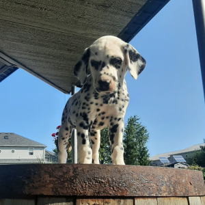 Dalmatian Puppy Duke