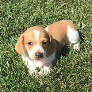 Dachshund Puppy Deely