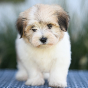 Havanese Puppy Casper