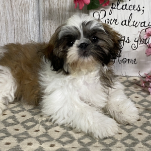 Shih Tzu Puppy Missy