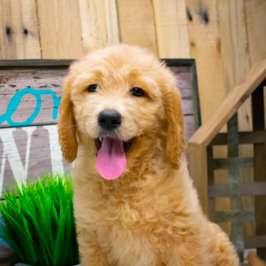 Goldendoodle Puppy Maddie