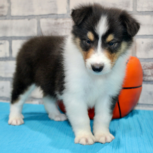 Collie Puppy Jax