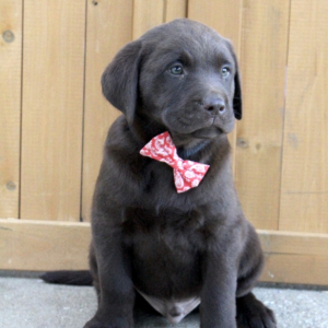 Labrador Retriever Puppy Beau