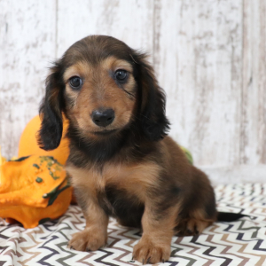 Dachshund Puppy Millie