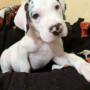 Great Dane Puppy Sadie
