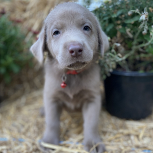 Labrador Retriever Puppy Layken