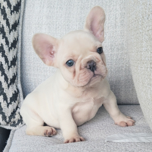 French Bulldog Puppy Frost