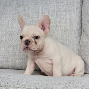 French Bulldog Puppy Frost