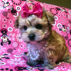 Morkie Puppy Darcie