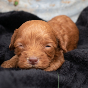 Cavapoo Puppy fala
