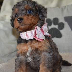 Bernedoodle Puppy Savannah Mae